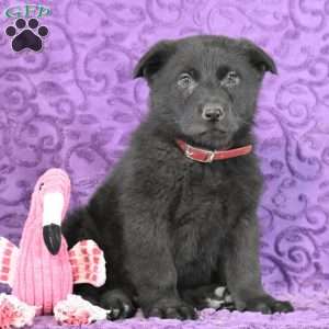 Quandace, German Shepherd Puppy